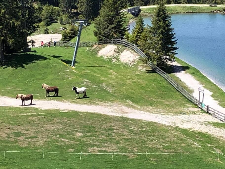 Sonniges Apartment In Seefeld Ζέεφελντ Εξωτερικό φωτογραφία